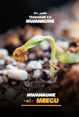 MBEGU (Brownyaka™ Revised Edition)